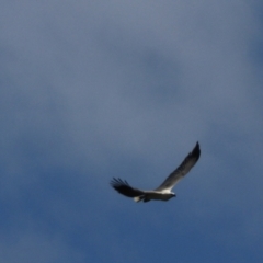 Haliaeetus leucogaster at North Bruny, TAS - 22 Sep 2022 02:12 PM