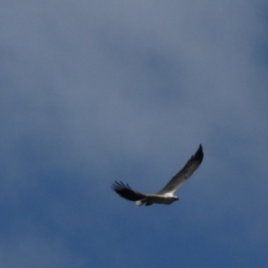 Haliaeetus leucogaster at North Bruny, TAS - 22 Sep 2022 02:12 PM