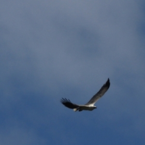 Haliaeetus leucogaster at North Bruny, TAS - 22 Sep 2022