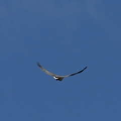 Haliaeetus leucogaster at North Bruny, TAS - 22 Sep 2022 02:12 PM