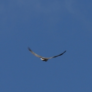 Haliaeetus leucogaster at North Bruny, TAS - 22 Sep 2022 02:12 PM