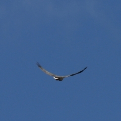 Haliaeetus leucogaster at North Bruny, TAS - 22 Sep 2022