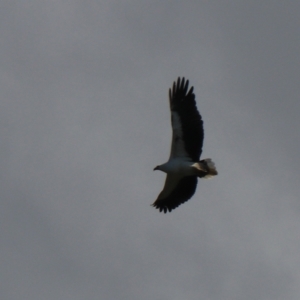 Haliaeetus leucogaster at North Bruny, TAS - 22 Sep 2022 02:12 PM