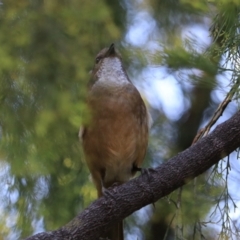 Pachycephala olivacea (Olive Whistler) at Great Bay, TAS - 22 Sep 2022 by Rixon