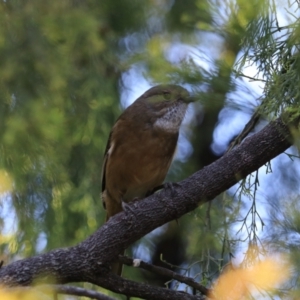 Pachycephala olivacea at Great Bay, TAS - suppressed