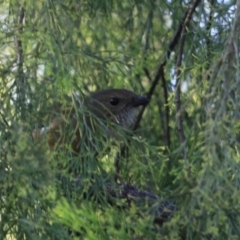 Pachycephala olivacea at Great Bay, TAS - suppressed
