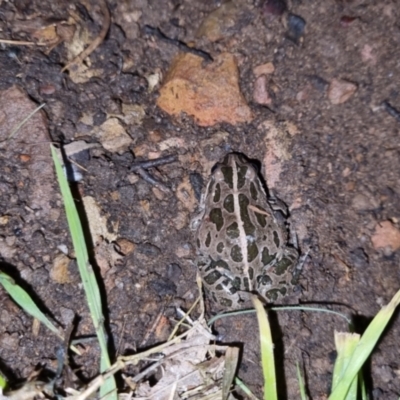 Limnodynastes tasmaniensis (Spotted Grass Frog) at QPRC LGA - 7 Oct 2022 by clarehoneydove
