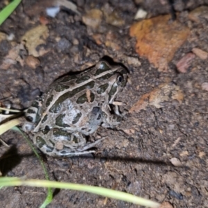 Limnodynastes tasmaniensis at Bungendore, NSW - 7 Oct 2022 07:27 PM