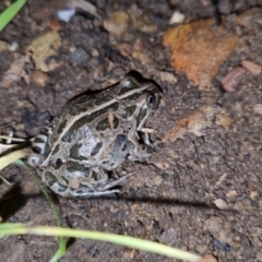 Limnodynastes tasmaniensis at Bungendore, NSW - 7 Oct 2022