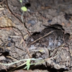 Limnodynastes tasmaniensis at Bungendore, NSW - 7 Oct 2022