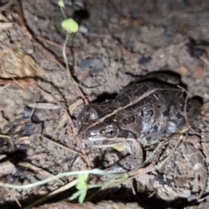 Limnodynastes tasmaniensis at Bungendore, NSW - 7 Oct 2022 07:27 PM