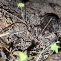 Limnodynastes tasmaniensis at Bungendore, NSW - 7 Oct 2022