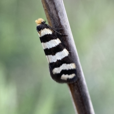 Iphierga sp. (genus) (A case moth) at Watson, ACT - 2 Oct 2022 by SteveBorkowskis