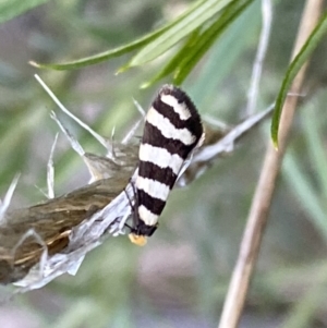 Iphierga sp. (genus) at Watson, ACT - 2 Oct 2022