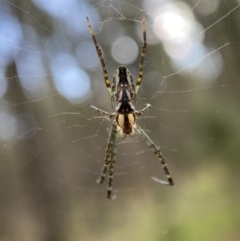 Plebs bradleyi (Enamelled spider) at Watson, ACT - 2 Oct 2022 by SteveBorkowskis