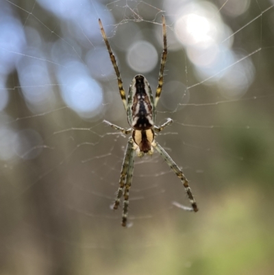 Plebs bradleyi (Enamelled spider) at Watson, ACT - 2 Oct 2022 by SteveBorkowskis