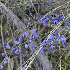 Comesperma volubile (Love Creeper) at Mount Majura - 2 Oct 2022 by SteveBorkowskis