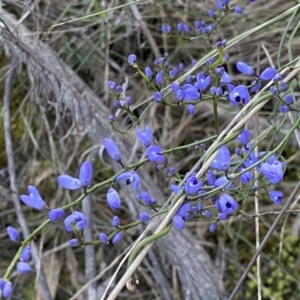 Comesperma volubile at Watson, ACT - 2 Oct 2022