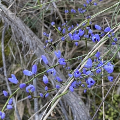 Comesperma volubile (Love Creeper) at Mount Majura - 2 Oct 2022 by SteveBorkowskis