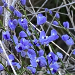 Comesperma volubile at Watson, ACT - 2 Oct 2022 05:27 PM