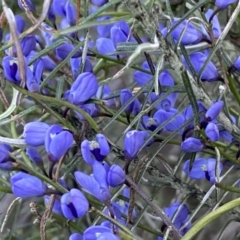 Comesperma volubile at Watson, ACT - 2 Oct 2022 05:27 PM