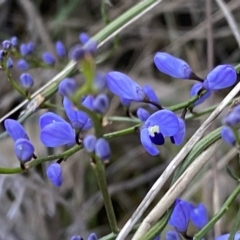 Comesperma volubile at Watson, ACT - 2 Oct 2022 05:27 PM