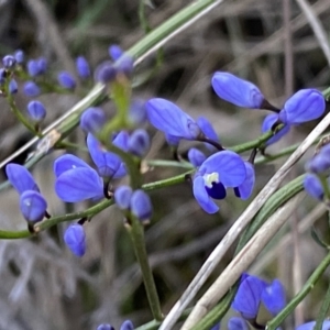 Comesperma volubile at Watson, ACT - 2 Oct 2022 05:27 PM