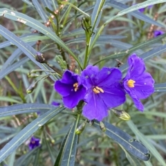 Solanum linearifolium (Kangaroo Apple) at Watson, ACT - 2 Oct 2022 by SteveBorkowskis