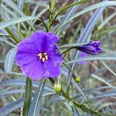 Solanum linearifolium at Watson, ACT - 2 Oct 2022