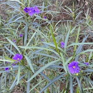 Solanum linearifolium at Watson, ACT - 2 Oct 2022