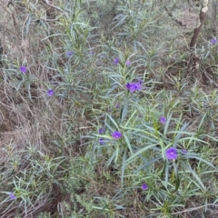 Solanum linearifolium at Watson, ACT - 2 Oct 2022