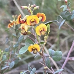 Goodia lotifolia (Golden Tip) at Mount Majura - 2 Oct 2022 by SteveBorkowskis