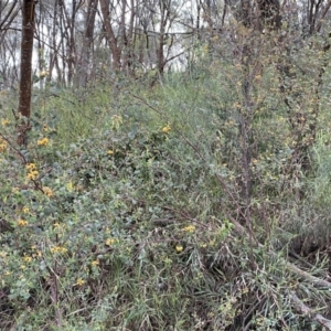 Goodia lotifolia at Watson, ACT - 2 Oct 2022 05:52 PM