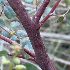 Goodia lotifolia at Watson, ACT - 2 Oct 2022 05:52 PM