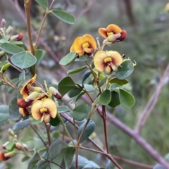 Goodia lotifolia at Watson, ACT - 2 Oct 2022 05:52 PM