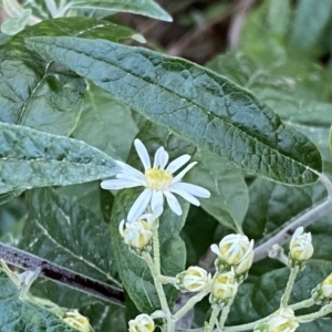 Olearia lirata at Watson, ACT - 2 Oct 2022 06:00 PM