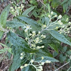 Olearia lirata at Watson, ACT - 2 Oct 2022 06:00 PM