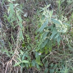 Olearia lirata at Watson, ACT - 2 Oct 2022 06:00 PM