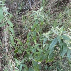 Olearia lirata at Watson, ACT - 2 Oct 2022 06:00 PM