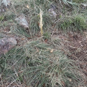 Austrostipa densiflora at Watson, ACT - 2 Oct 2022 06:10 PM