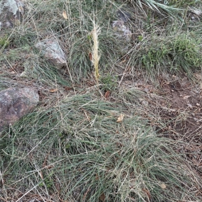 Austrostipa densiflora (Foxtail Speargrass) at Watson, ACT - 2 Oct 2022 by Steve_Bok