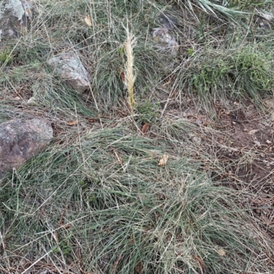 Austrostipa densiflora (Foxtail Speargrass) at Mount Majura - 2 Oct 2022 by SteveBorkowskis