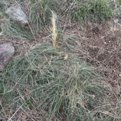 Austrostipa densiflora at Watson, ACT - 2 Oct 2022