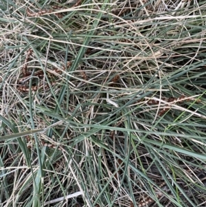 Austrostipa densiflora at Watson, ACT - 2 Oct 2022