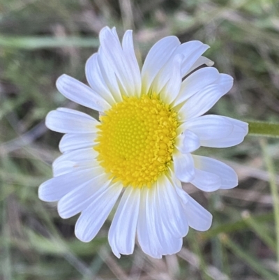 Brachyscome diversifolia var. diversifolia (Large-headed Daisy) at Watson, ACT - 2 Oct 2022 by Steve_Bok