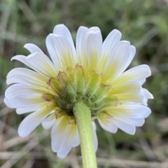 Brachyscome diversifolia var. diversifolia at Watson, ACT - 2 Oct 2022 06:13 PM