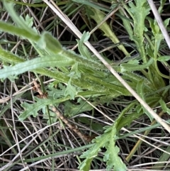 Brachyscome diversifolia var. diversifolia at Watson, ACT - 2 Oct 2022 06:13 PM