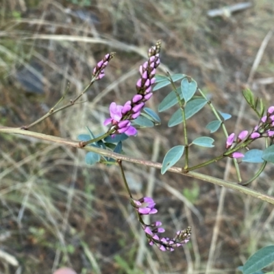 Indigofera australis subsp. australis (Australian Indigo) at Watson, ACT - 2 Oct 2022 by SteveBorkowskis