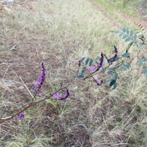 Indigofera australis subsp. australis at Watson, ACT - 2 Oct 2022