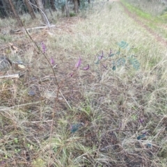 Indigofera australis subsp. australis at Watson, ACT - 2 Oct 2022